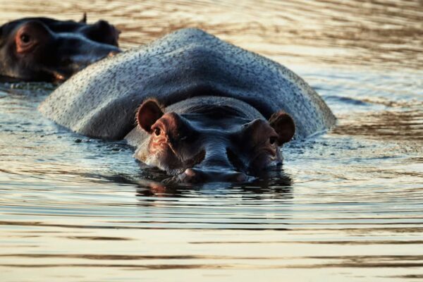 Hippopotamus Hunt Package