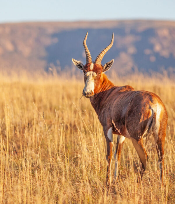 The blesbok or blesbuck (Damaliscus pygargus phillipsi), seen here in Mountain Zebra National Park, is an antelope endemic to South Africa. It has a distinctive white face and forehead.