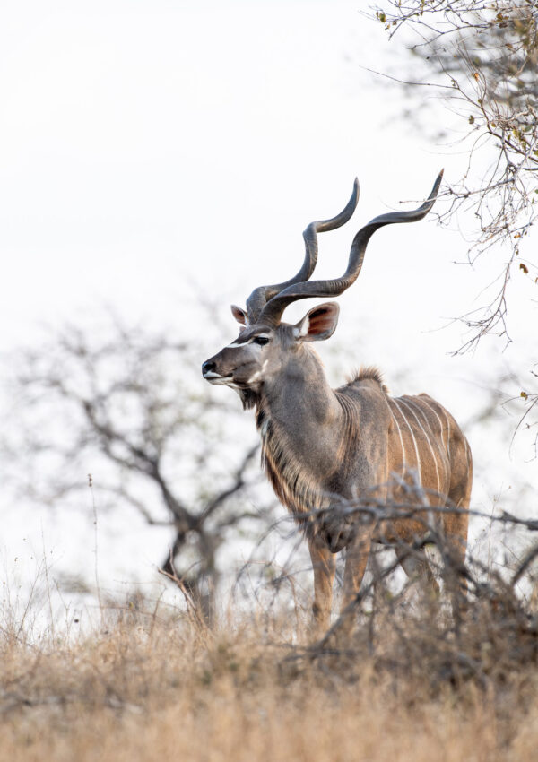 A kudu bull, Tragelaphus strepsiceros, stands in amoungst dry grass and branches