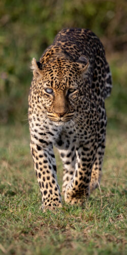 a-leopard-in-africa-2021-09-30-16-29-11-utc
