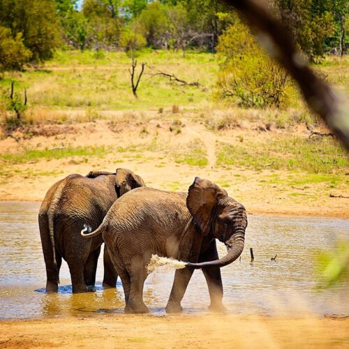 African bush elephants are the largest living terrestrial animals, being up to 3.96 m (13.0 ft) tall at the shoulders (a male shot in 1974). On average, males are 3.3 metres (10.8 ft) tall at the shoulders and 5.5 tonnes (12,130 lb) in weight, while females are much smaller at 2.8 metres (9.2 ft) tall and 3.7 tonnes (8,160 lb) in weight. The most characteristic features of African elephants are their very large ears, which they use to radiate excess heat, and their trunk, an extension of the upper lip and nose with two opposing extensions at its end, different from the Asian elephant, which only has one. The trunk is used for communication and handling objects and food. African elephants also have bigger tusks, large modified incisors that grow throughout an elephant's lifetime. They occur in both males and females and are used in fights and for marking, feeding, and digging.