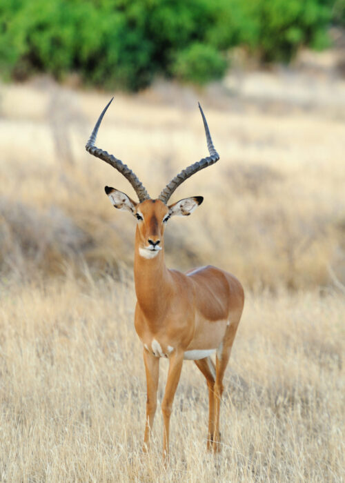 Impala on savanna in Africa, Kenya