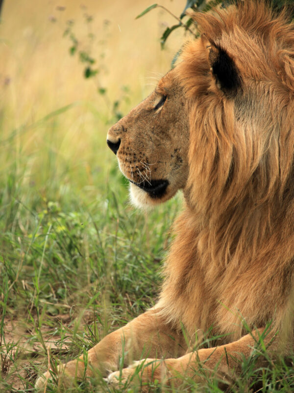 Male Lion - Maasai Mara National Park in Kenya, Africa