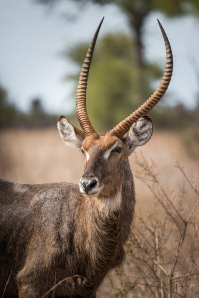 Starring Waterbuck in the Kruger National Park, South Africa.